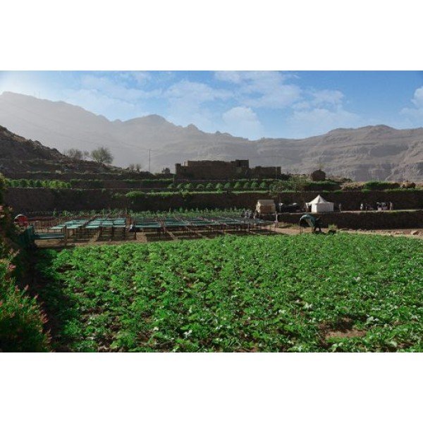 Aroma Yemen Wadi Al Mahjar 0.250 кг - Aroma Yemen Wadi Al Mahjar 0.250 кг Ароматът на Aroma Yemen Wadi Al Mahjar е уникално преживяване, което ще ви пренесе в далечни земи с богата история на кафето. Този специален сорт от региона Ал Хайма в Йемен е Aroma Yemen Wadi Al Mahjar 0.250 кг - Премиум кафе на зърна