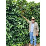 Aroma Brazil Cerrado Goiano 0.250 кг - Премиум кафе на зърна