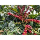 Aroma Brazil Cerrado Goiano 0.500 кг - Премиум кафе на зърна