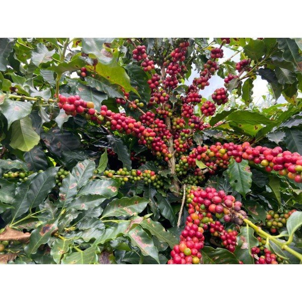 Aroma Brazil Cerrado Goiano 0.500 кг - Премиум кафе на зърна