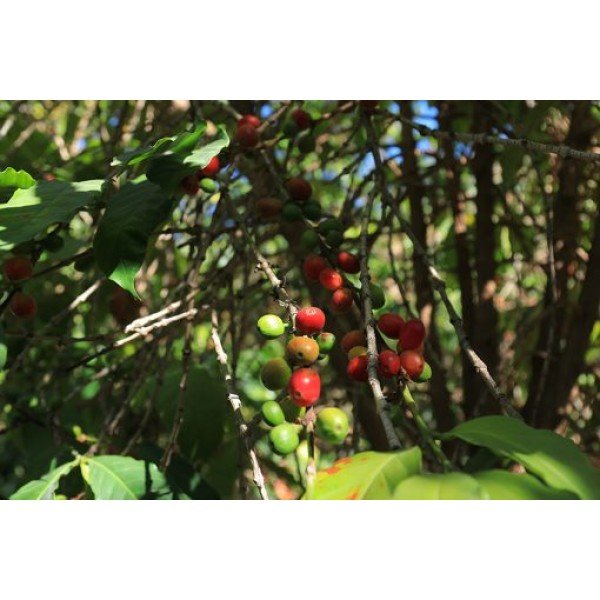 Aroma Yemen Wadi Al Mahjar 0.250 кг - Aroma Yemen Wadi Al Mahjar 0.250 кг Ароматът на Aroma Yemen Wadi Al Mahjar е уникално преживяване, което ще ви пренесе в далечни земи с богата история на кафето. Този специален сорт от региона Ал Хайма в Йемен е Aroma Yemen Wadi Al Mahjar 0.250 кг - Премиум кафе на зърна