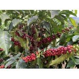 Aroma Costa Rica Esperanza 0.500 кг - Премиум кафе на зърна