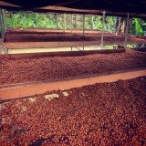 Aroma Nicaragua Nueva Segovia El Jardin Valle Apali 0.250 кг - Премиум кафе на зърна