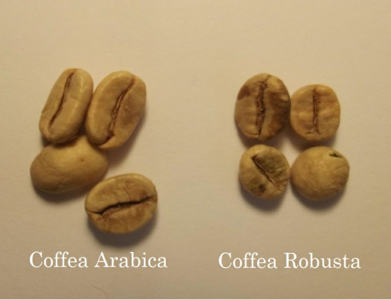 Арабика кафето се характеризира с по-ниско съдържание на кофеин, което го прави подходящо за редовна и честа употреба.
