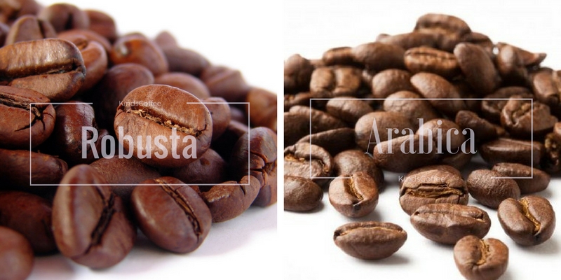 Кафе зърната от сорта Арабика са известни със своя мек и ароматен профил, който ги превръща в най-предпочитаното кафе за любителите на кофеиновата напитка.